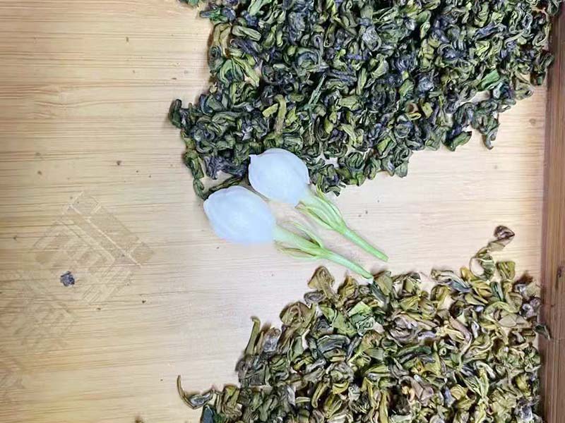 陕秋季茉莉-04