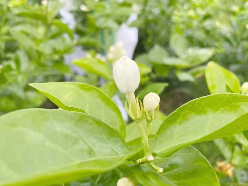 陕秋季茉莉-05