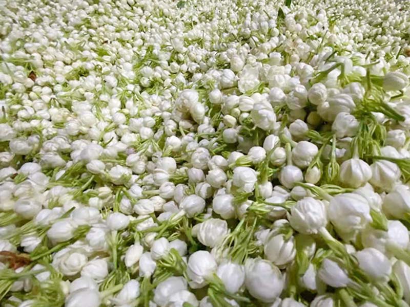 陕秋季茉莉-03
