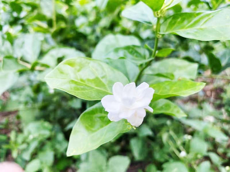 陕秋季茉莉-06